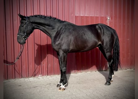 Hannoveriano, Caballo castrado, 6 años, 178 cm, Castaño oscuro