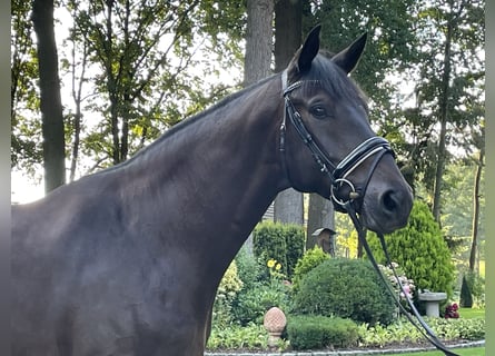 Hannoveriano, Caballo castrado, 6 años, 178 cm, Morcillo