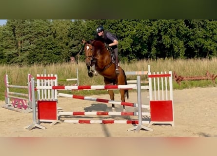 Hannoveriano, Caballo castrado, 6 años, 179 cm, Castaño