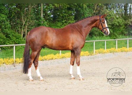 Hannoveriano, Caballo castrado, 6 años, 180 cm, Alazán-tostado
