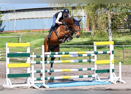 Hannoveriano, Caballo castrado, 6 años, 180 cm, Castaño