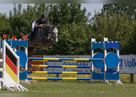 Hannoveriano, Caballo castrado, 6 años, 180 cm, Tordo rodado