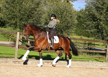 Hannoveriano, Caballo castrado, 6 años, 182 cm