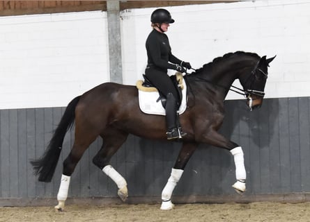 Hannoveriano, Caballo castrado, 6 años, 184 cm, Castaño oscuro