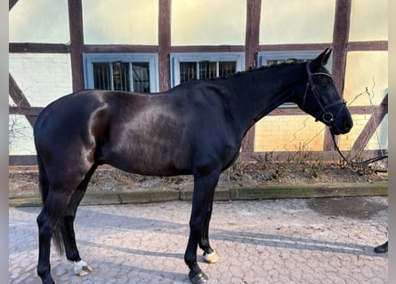 Hannoveriano, Caballo castrado, 6 años