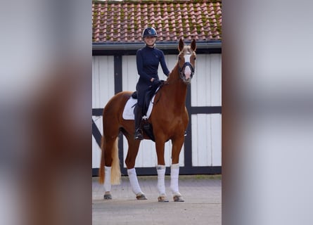 Hannoveriano, Caballo castrado, 6 años