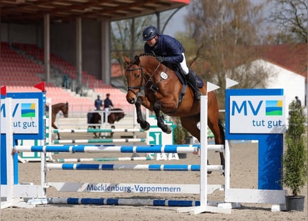 Hannoveriano, Caballo castrado, 6 años, Castaño