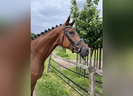 Hannoveriano, Caballo castrado, 6 años, Castaño