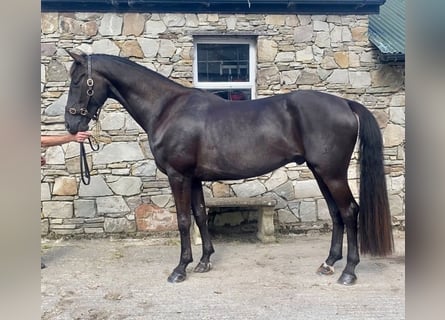 Hannoveriano, Caballo castrado, 6 años, Negro