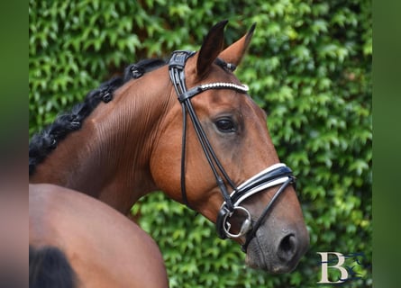 Hannoveriano, Caballo castrado, 7 años, 163 cm, Castaño