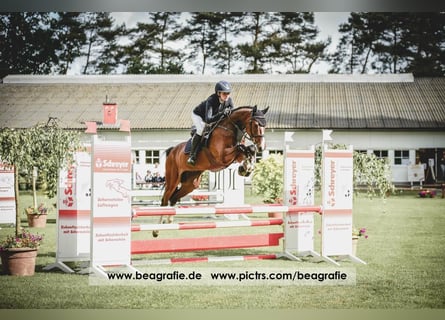 Hannoveriano, Caballo castrado, 7 años, 163 cm, Castaño