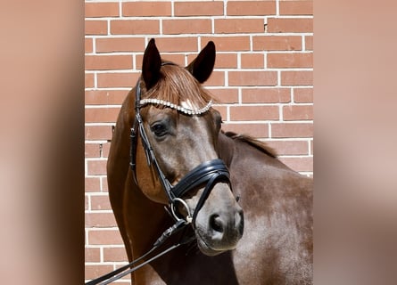 Hannoveriano, Caballo castrado, 7 años, 165 cm, Alazán