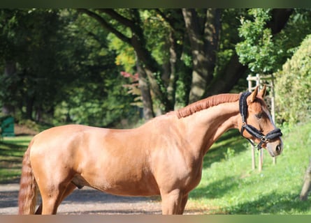 Hannoveriano, Caballo castrado, 7 años, 165 cm, Alazán