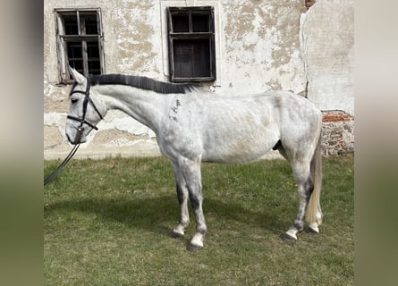 Hannoveriano, Caballo castrado, 7 años, 166 cm, Tordo