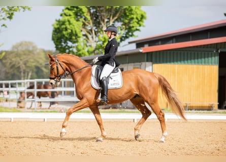 Hannoveriano, Caballo castrado, 7 años, 167 cm, Alazán