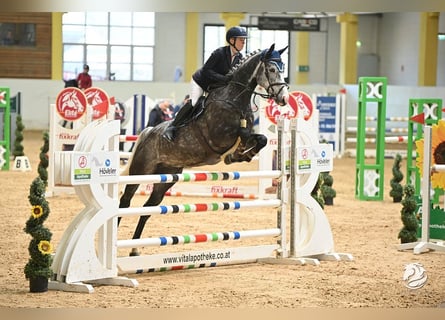 Hannoveriano, Caballo castrado, 7 años, 167 cm, Tordo