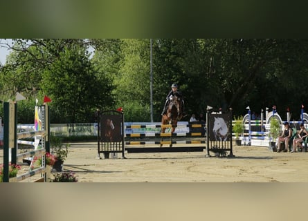 Hannoveriano, Caballo castrado, 7 años, 168 cm, Castaño