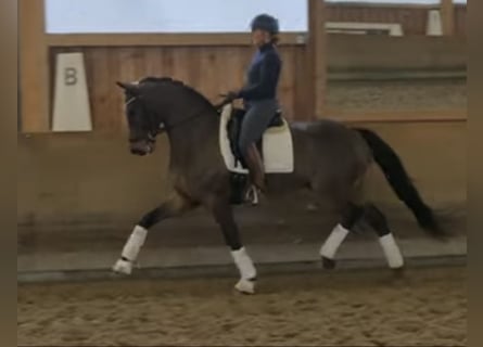 Hannoveriano, Caballo castrado, 7 años, 168 cm, Castaño