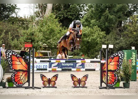 Hannoveriano, Caballo castrado, 7 años, 168 cm, Castaño