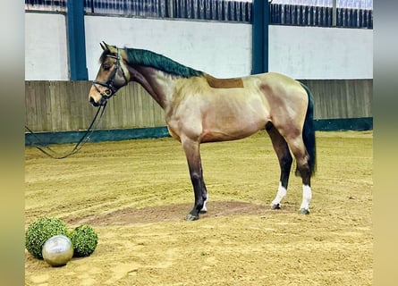 Hannoveriano, Caballo castrado, 7 años, 168 cm, Castaño