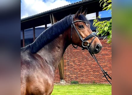 Hannoveriano, Caballo castrado, 7 años, 168 cm, Castaño oscuro