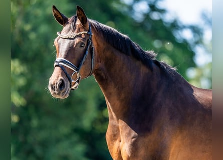 Hannoveriano, Caballo castrado, 7 años, 168 cm, Castaño oscuro