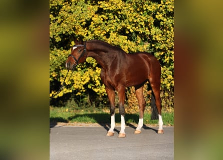 Hannoveriano, Caballo castrado, 7 años, 169 cm, Castaño