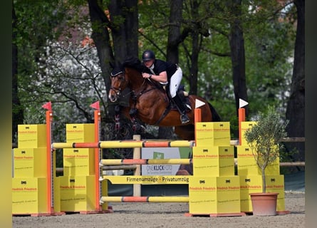 Hannoveriano, Caballo castrado, 7 años, 169 cm, Castaño