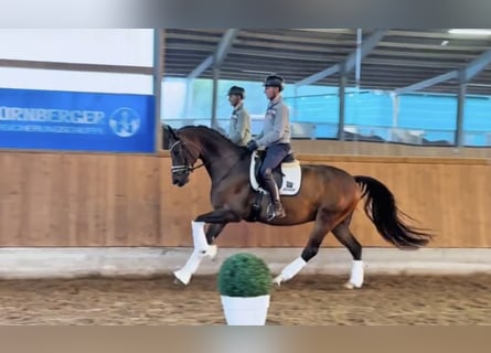 Hannoveriano, Caballo castrado, 7 años, 169 cm, Castaño oscuro