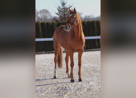 Hannoveriano, Caballo castrado, 7 años, 170 cm, Alazán