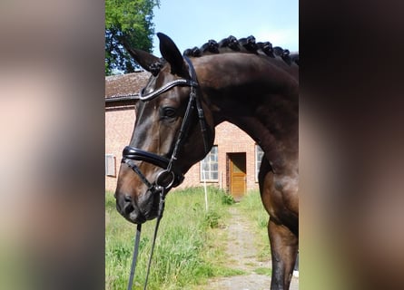 Hannoveriano, Caballo castrado, 7 años, 170 cm, Castaño