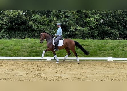 Hannoveriano, Caballo castrado, 7 años, 170 cm, Castaño