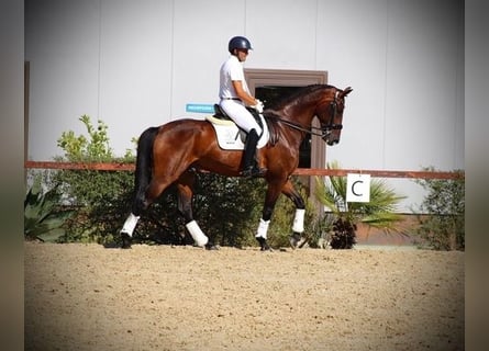 Hannoveriano, Caballo castrado, 7 años, 170 cm, Castaño rojizo