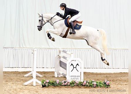 Hannoveriano, Caballo castrado, 7 años, 170 cm, Tordo