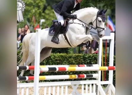 Hannoveriano, Caballo castrado, 7 años, 170 cm, Tordo