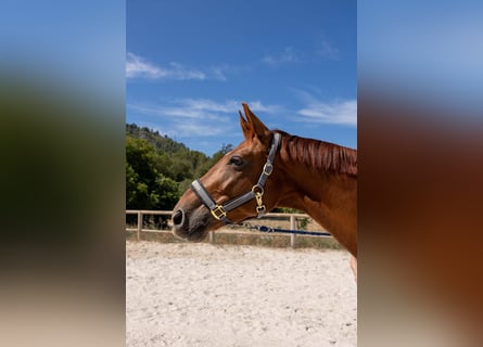 Hannoveriano, Caballo castrado, 7 años, 171 cm, Alazán
