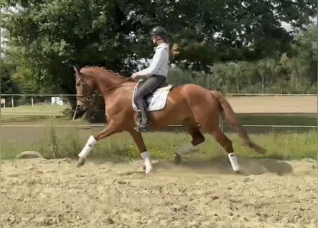 Hannoveriano, Caballo castrado, 7 años, 171 cm, Alazán