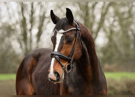 Hannoveriano, Caballo castrado, 7 años, 171 cm, Castaño oscuro