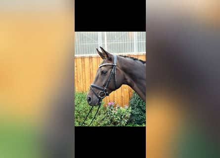 Hannoveriano, Caballo castrado, 7 años, 172 cm, Castaño