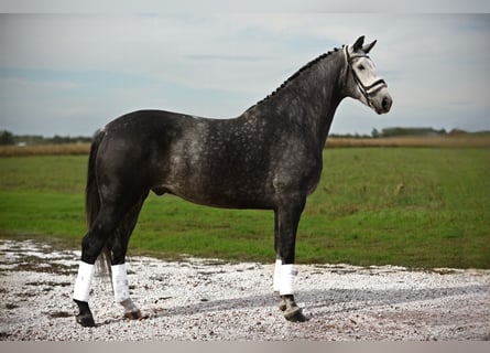 Hannoveriano, Caballo castrado, 7 años, 172 cm, Tordo