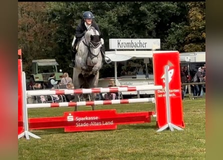 Hannoveriano, Caballo castrado, 7 años, 172 cm, Tordo