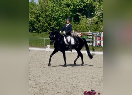 Hannoveriano, Caballo castrado, 7 años, 173 cm, Negro