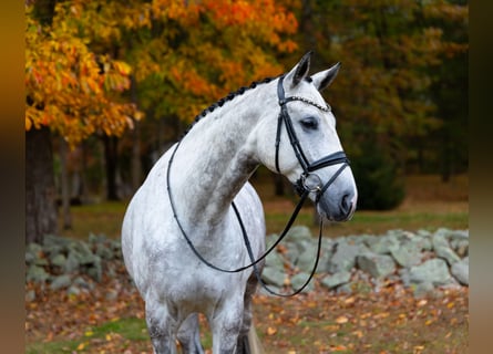 Hannoveriano, Caballo castrado, 7 años, 173 cm, Tordo