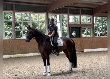 Hannoveriano, Caballo castrado, 7 años, 174 cm, Castaño