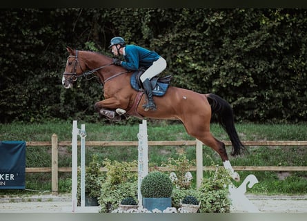Hannoveriano, Caballo castrado, 7 años, 174 cm, Castaño