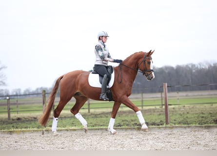 Hannoveriano, Caballo castrado, 7 años, 175 cm, Alazán
