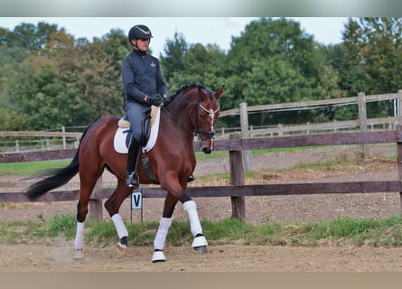 Hannoveriano, Caballo castrado, 7 años, 176 cm, Castaño