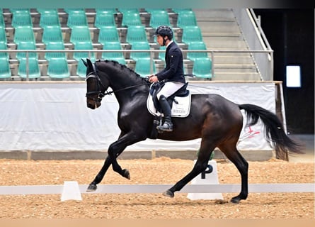 Hannoveriano, Caballo castrado, 7 años, 176 cm, Castaño oscuro