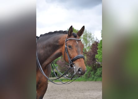Hannoveriano, Caballo castrado, 7 años, 177 cm, Castaño