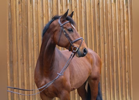 Hannoveriano, Caballo castrado, 7 años, 178 cm, Castaño